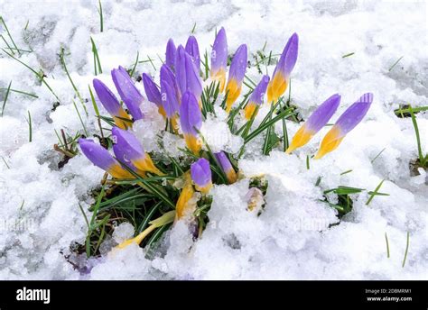 Purple Crocuses In The Snow Hi Res Stock Photography And Images Alamy