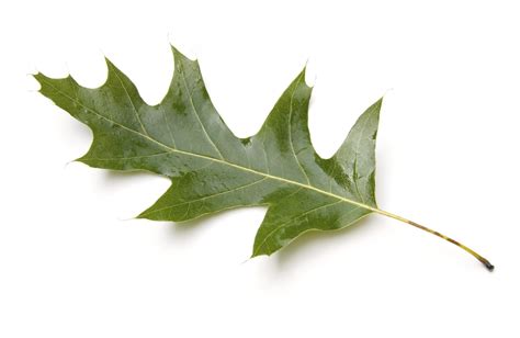 Types Of Oak Trees Learn About Different Oak Tree Varieties