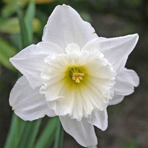Trumpet Daffodil Bulbs Mount Hood Fall Flower Bulbs Eden Brothers