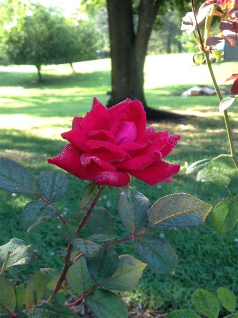 How to take care of roses: How To Take Care Of Knock Out Roses | Knockout roses, Rose ...