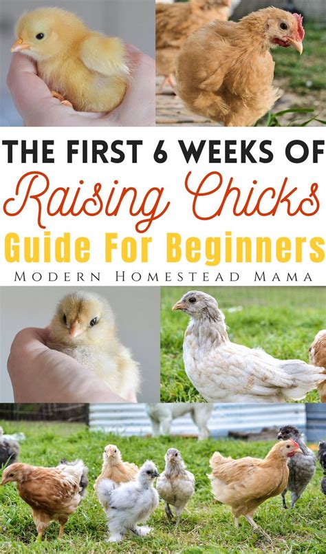 The First Weeks Of Raising Chickens Guide For Beginners By Modern Homestead Mama