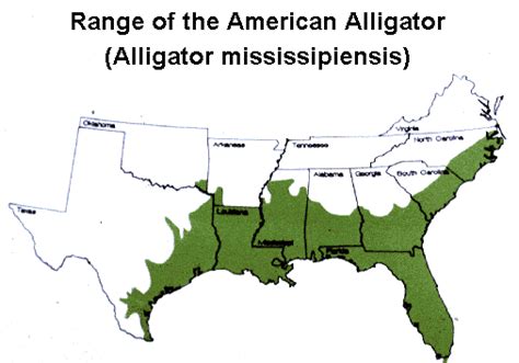 Alligator Range Map American Alligator Alligator American