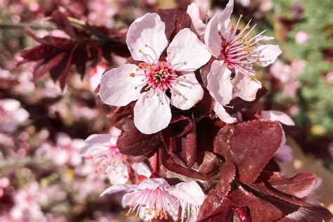 17 Great Flowering Trees For Residential Landscaping
