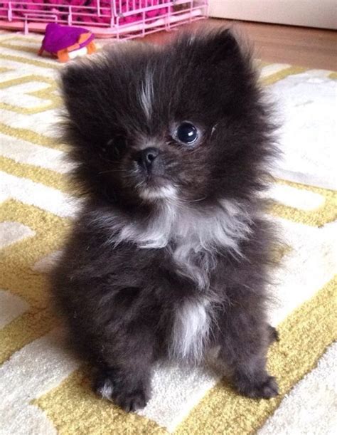 Adorable Little Fluffy Black Baby Pomaranian Puppy Aww