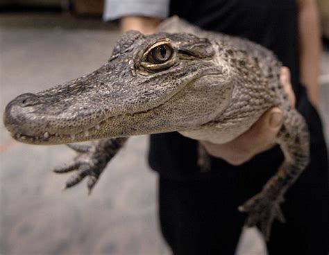 Baby alligator escapes from Upper Peninsula zoo - mlive.com