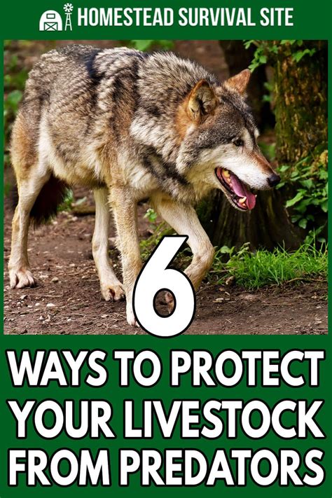 6 Ways To Protect Your Livestock From Predators In 2020 With Images