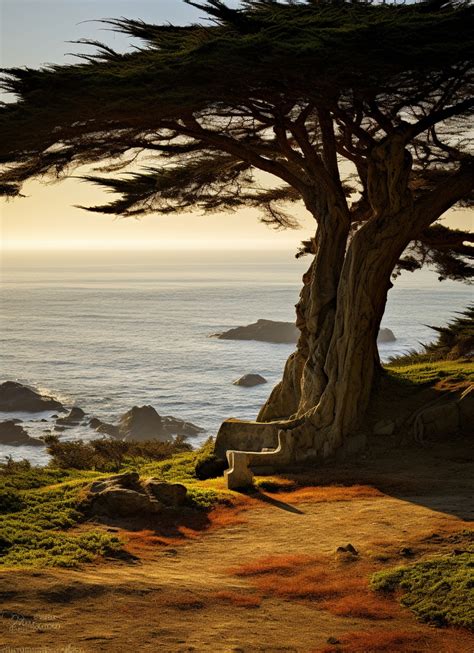 Cypress Tree Ocean Digital Art Free Stock Photo - Public Domain Pictures