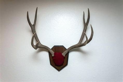 I have since done a couple of horn mounts. antler mounting ideas deer horn plaques finished skull plate antler plaque mount deer antler ...