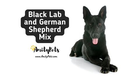 Black Lab And German Shepherd Mix What Is A Sheprador Amity Pets