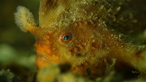 Red Handfish Great Southern Reef