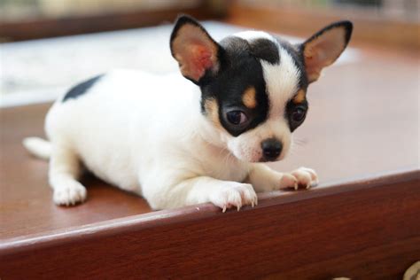 37 Black White Chihuahua Photo Bleumoonproductions