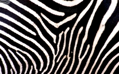 Zebra Hd 4k Wallpaper Desktop Background Iphone And Android
