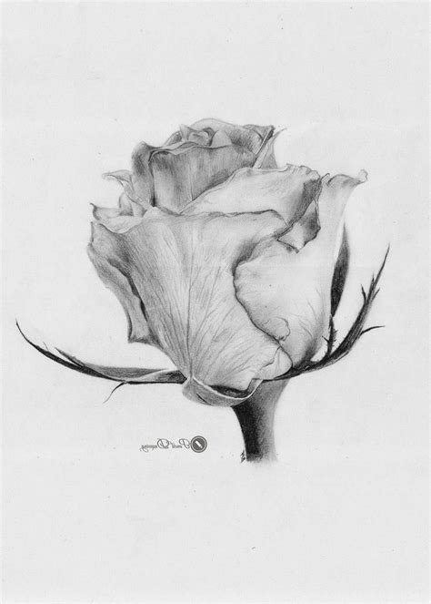Pencil Drawing Of A Rose Flower Zeichenvorlagen Graphitzeichnungen