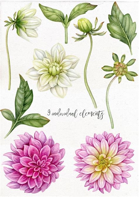 Watercolor Dahlia Flowers Buds And Leaves Clip Art Individual Png