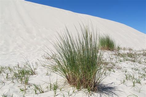 Desert Grass Taken On The Shifting Dunes Near Łeba Pol Flickr