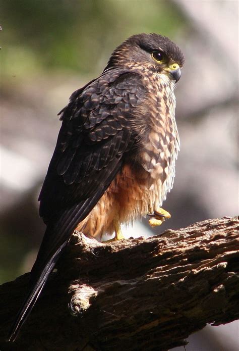 Nz Falcon Karearea Sok Nowozelandzki Wikipedia Wolna Encyklopedia Birds Of Prey All