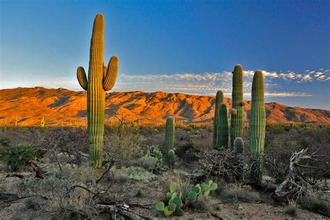 Can You Eat Cactus In The Desert There Are About 2000 Types Of Cacti