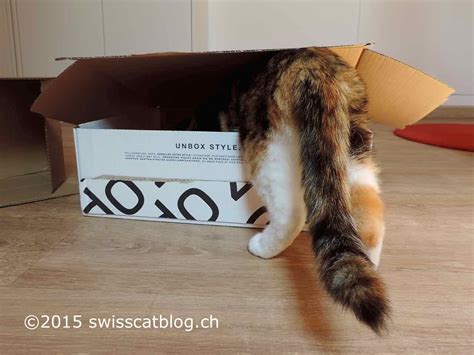 why do cats love small spaces the swiss cats