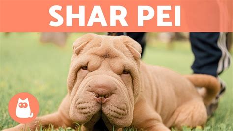 Shar Pei 🐶🐾 Origem Características E Cuidados Youtube