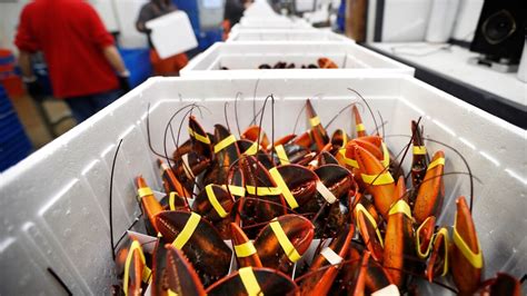 coles woolworths bring back 20 lobster prices for easter long weekend seafood sale daily