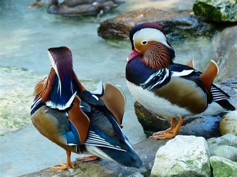 Free Download Hd Wallpaper Two Birds On Lake Mandarin Ducks Aix