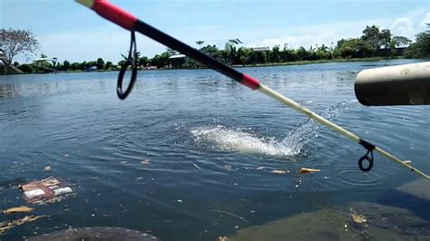 Dibawah ini terdapat 2 cara yang dapat anda coba lakukan. Apakah bisa pilus garuda untuk umpan ikan?? Yang penasaran lihat yuk hasilnya di vidio ini - YouTube
