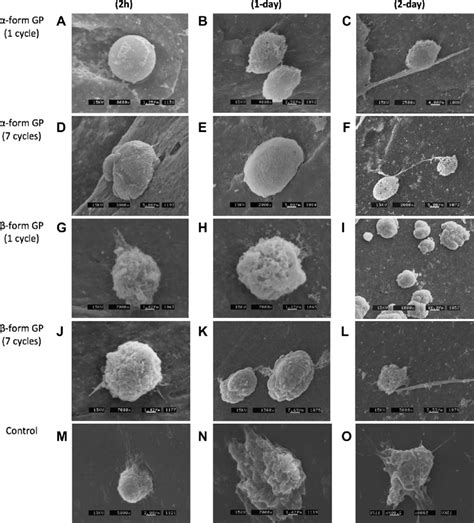 The Scanning Electron Micrograph Results Of Cell Adhesion Assay Cell