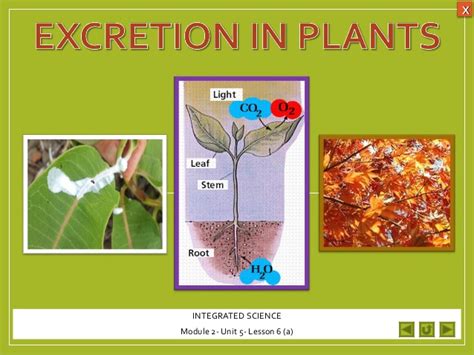 This is beneficial because it creates. Integrated Science M2 Excretion in plants