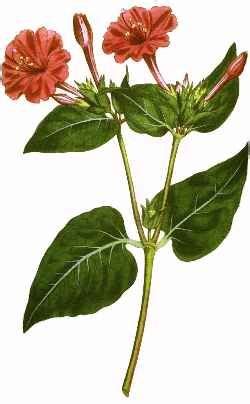 Mirabilis jalapa is a perennial flowering plant from the most commonly grown ornamental species mirabilis. 4 o'clock (4 am) | Plants, Plant leaves, Four o clock