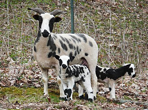 genetics and jacob s goats tradition online