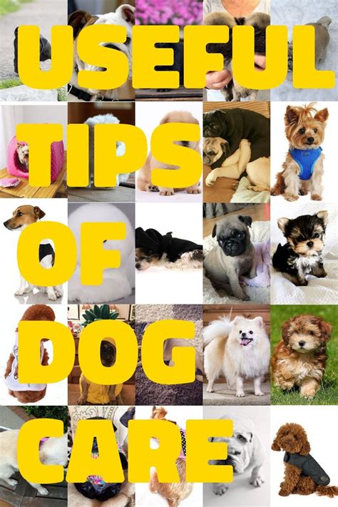 Basic Dog Care Advice For The Newcomer Dog Care Dogs Pet Care Dogs