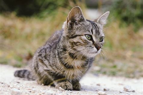 Amazing Facts About Grey Tabby Cats With Pictures Faq
