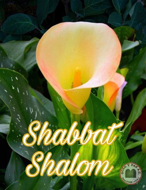 Pin By Prili Sazo On Shabbat Shalom Shabbat Shalom Shabbat Shalom