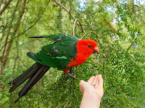What Do King Parrots Eat Diet Behavior Birdfact