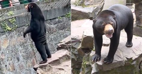 China Zoo Denies Claim That Popular Sun Bear Actually Person In Costume
