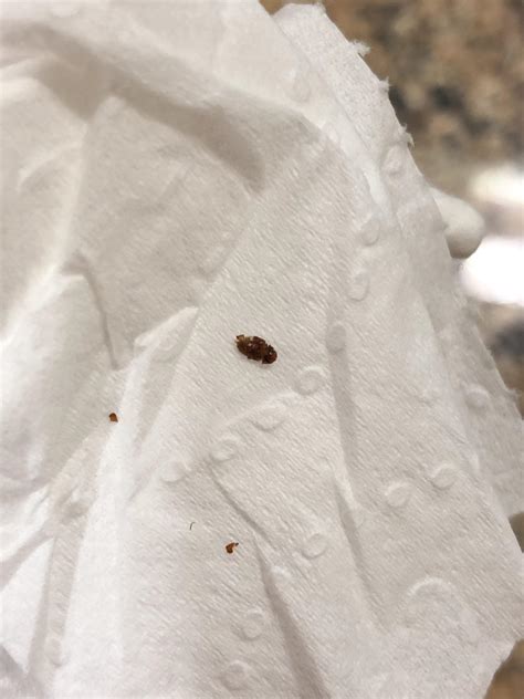 Is This A Bed Bug Found Crawling On My Back In The Bathroom And