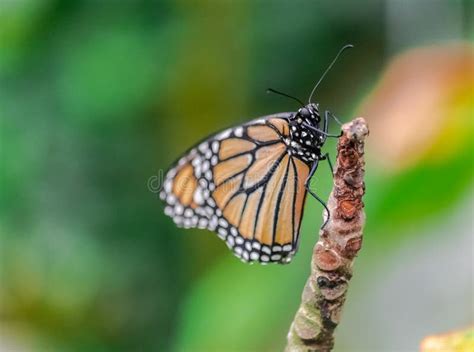 Monarch Butterfly Danaus Plexippus Stock Photo Image Of Lepidoptera