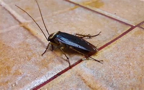 Blog Signs You Could Be Dealing With A Severe Cockroach Infestation In Redding