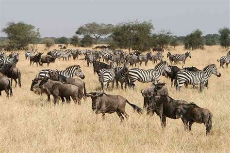 Best Time To Visit Serengeti National Park Serengeti