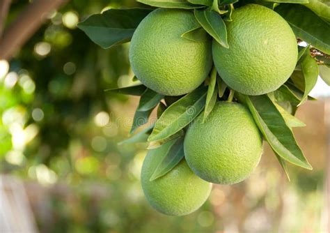 Green Oranges Hanging From A Tree Stock Photo Image Of Nature Orange