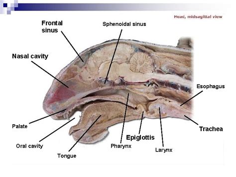 Cat Dissection Digestive Labs Sphenoidal Sinus Frontal Sinus