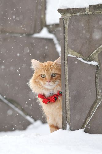 Welcome To Animal Cognizance Snow Cats Baby Its Cold