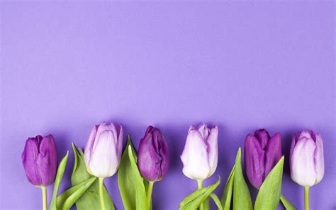 Download Wallpapers Purple Tulips Spring Tulips On A Purple Background Beautiful Spring