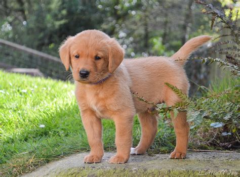 Below are puppies ready for their new homes now. Labrador Retriever Puppies For Sale | Seattle, WA #276194