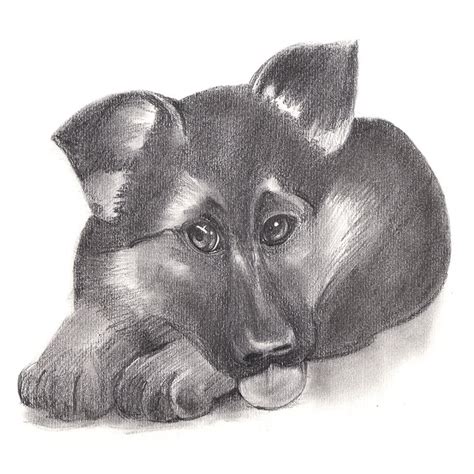 Have you ever wanted to doodle a picture of your german shepherd? German Shepherd Puppy Pencil Drawing - How to Sketch ...