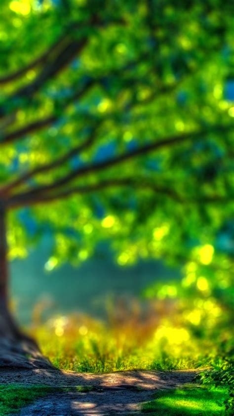Blur Dslr Nature Tree Background Full Hd Download Cbeditz