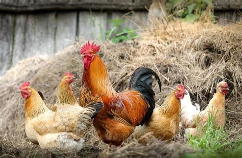 Common Chicken Breeds Learn Natural Farming