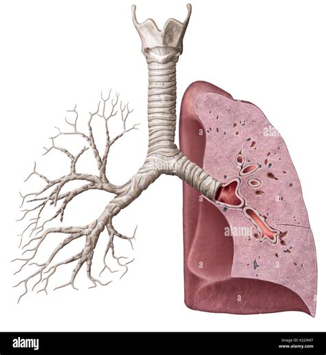 This Image Shows A Cross Section Of The Lungs Which Reveals The Main