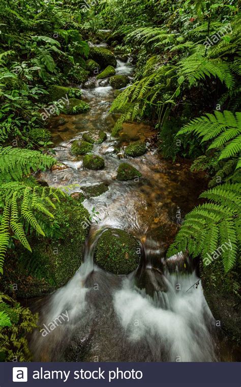 Nature Rocks Moss Ferns River Hi Res Stock Photography And Images Alamy