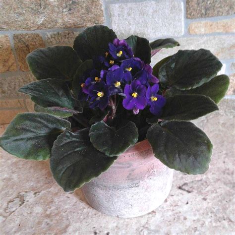 Though not actually related to violets, they look similar and are famously good houseplants. African Violets - Tips for this Popular Indoor Flowering Plant